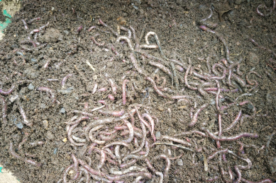 Earth worms