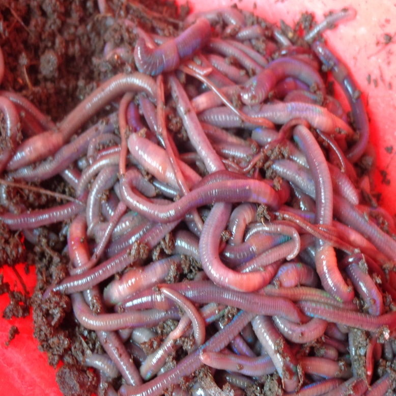 Vermicompost