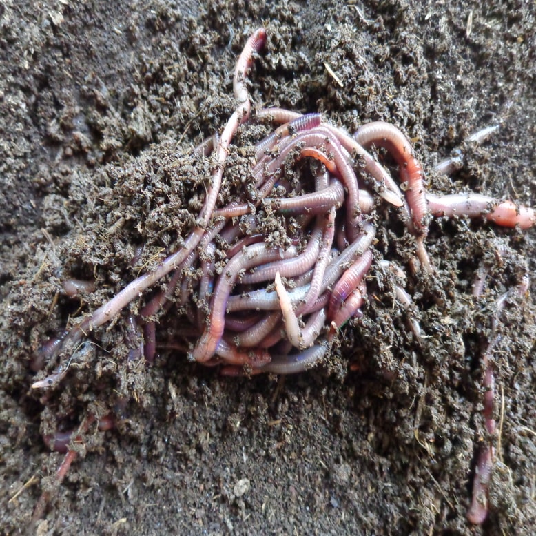 Vermicompost