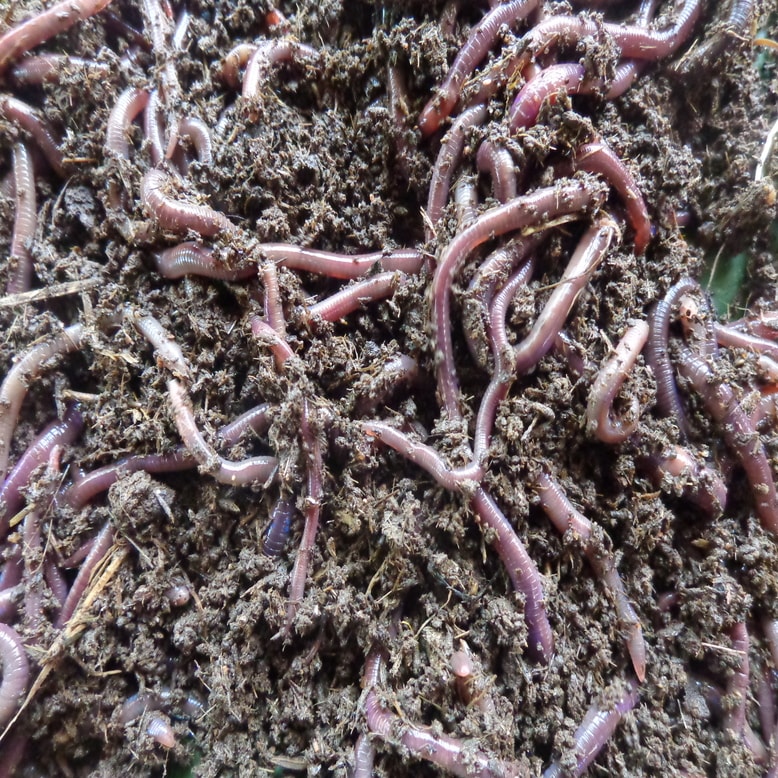 Vermicompost