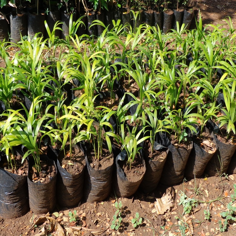 Vermicompost