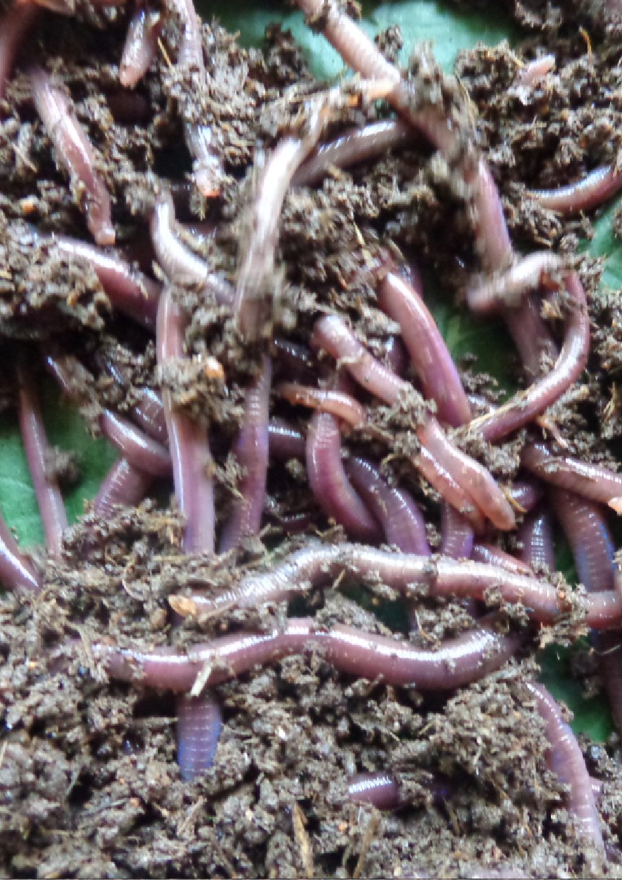 Vermicompost