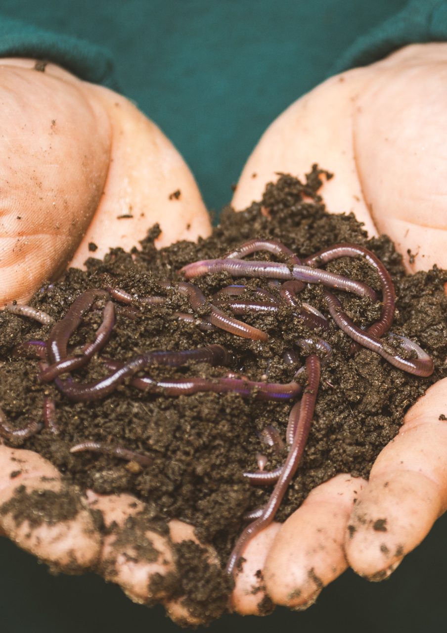 Vermicompost