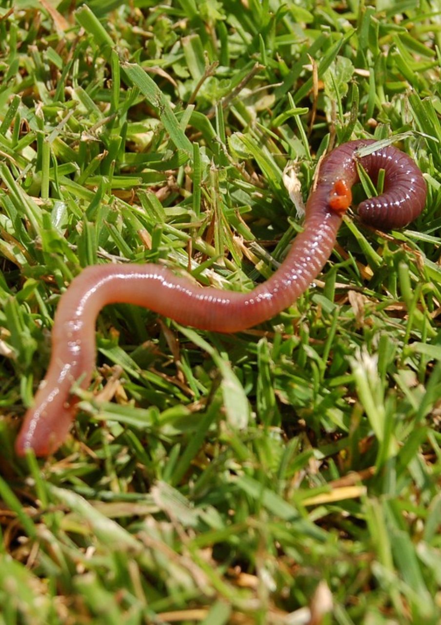 Vermicompost