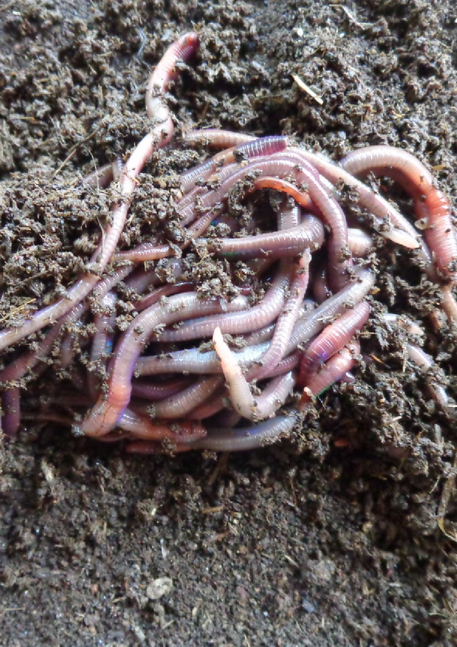 Vermicompost